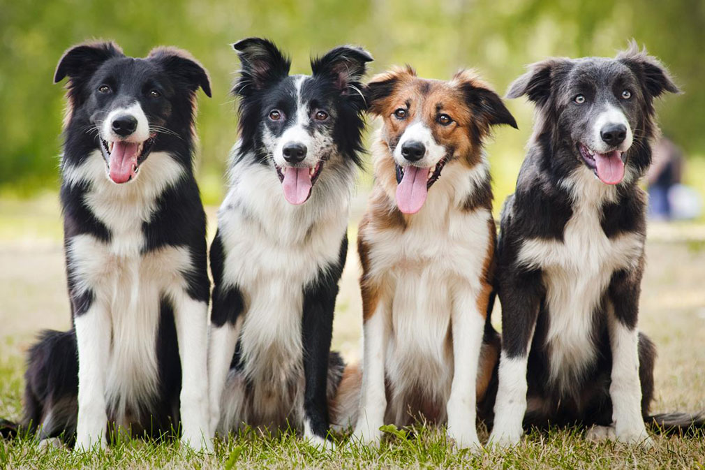 Border Collie adults