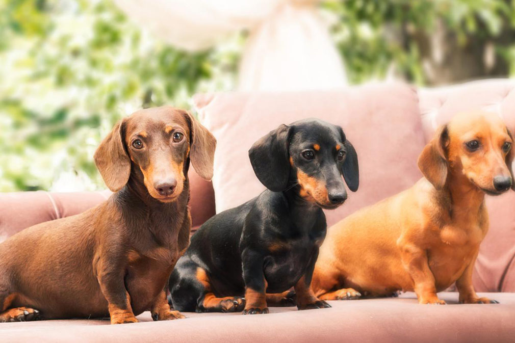 Dachshund (Miniature Smooth Haired) adults