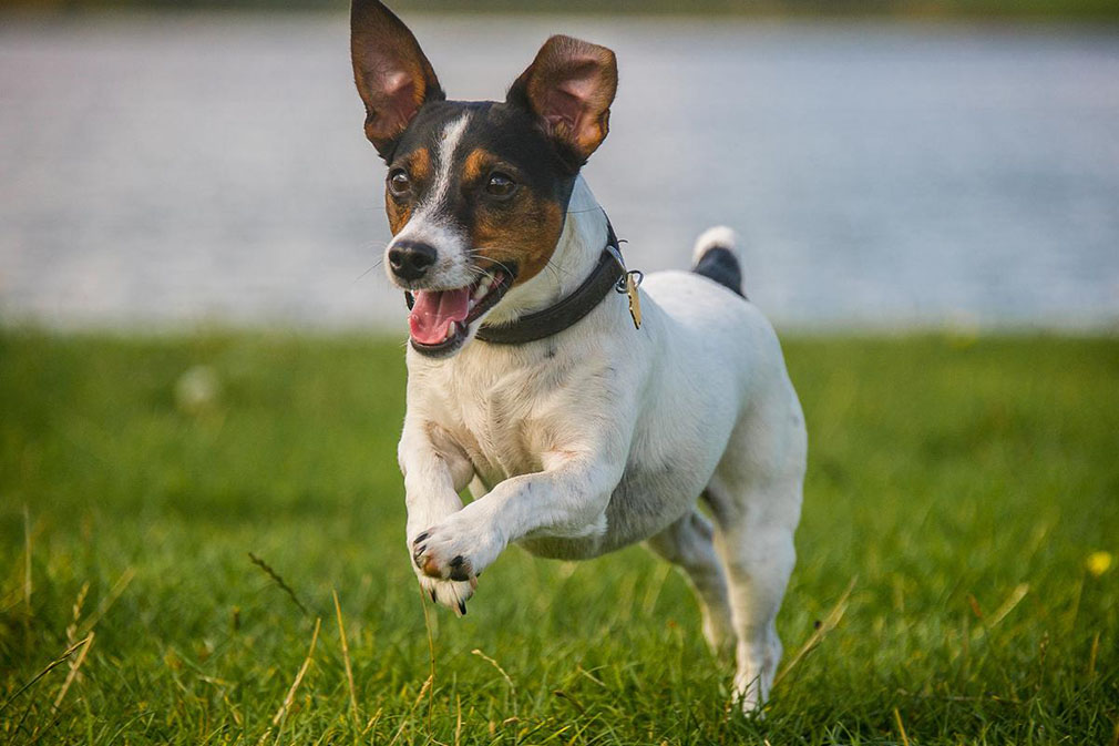 Jack Russell Terrier adult