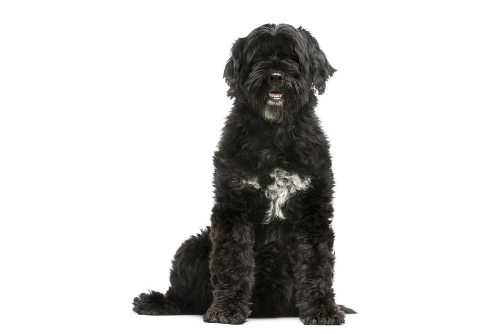 Portugese Water Dog adult