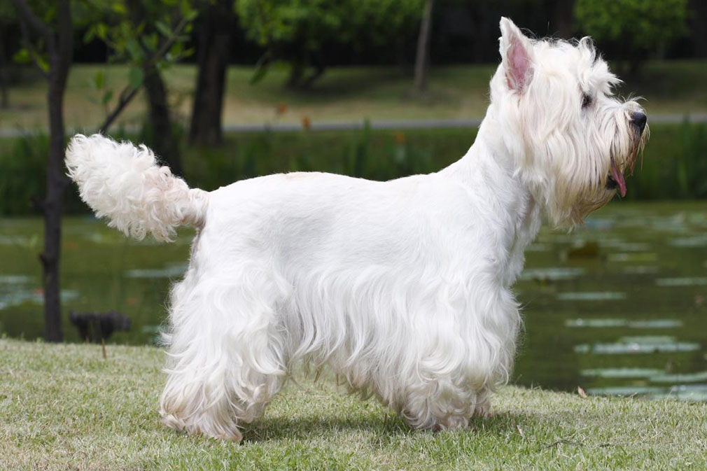West Highland White Terrier adult