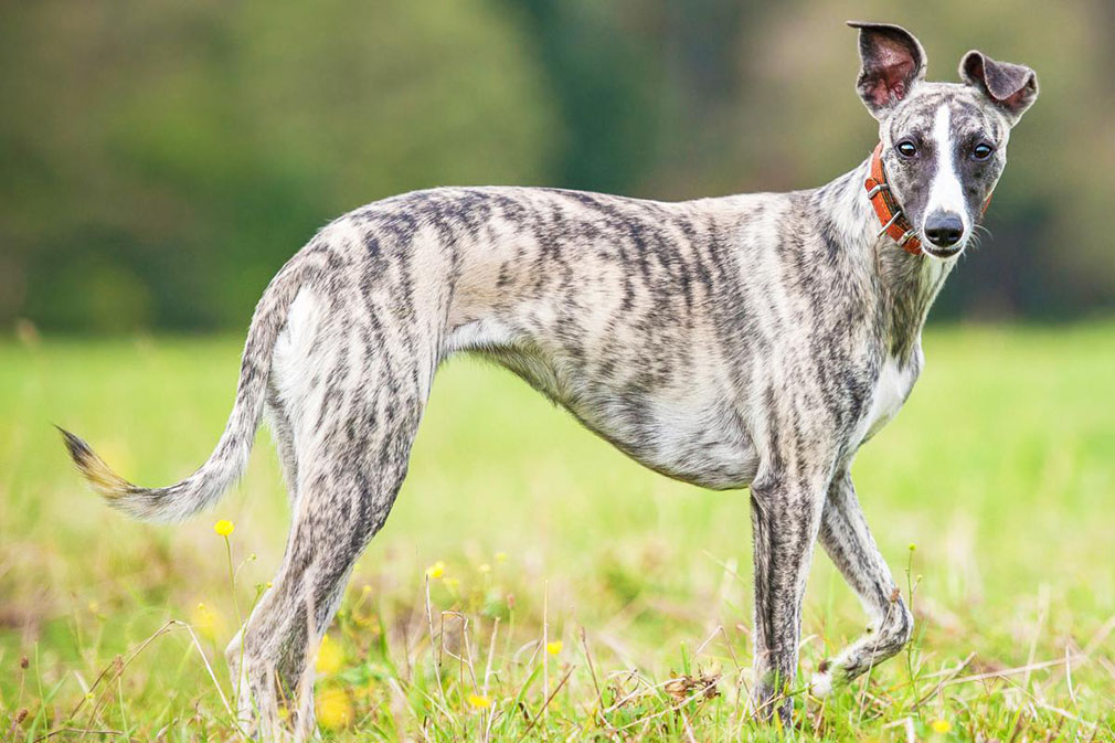 Whippet adult