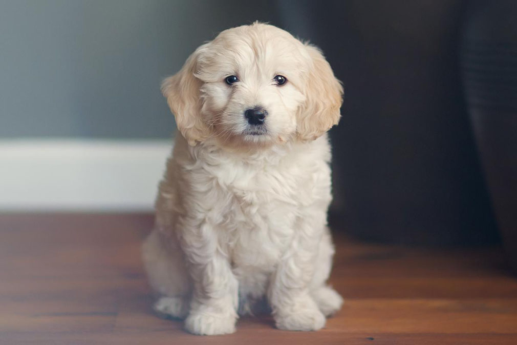 Groodle (Goldendoodle) puppy