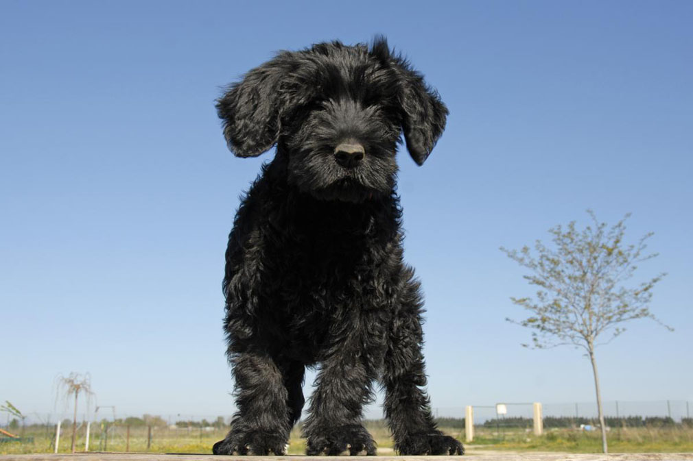 Portugese Water Dog puppy