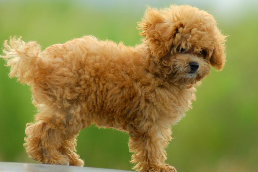 Poodle (Toy) puppy