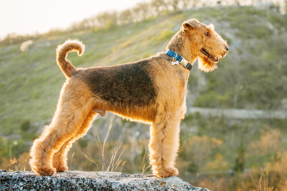 Airedale Terrier adult