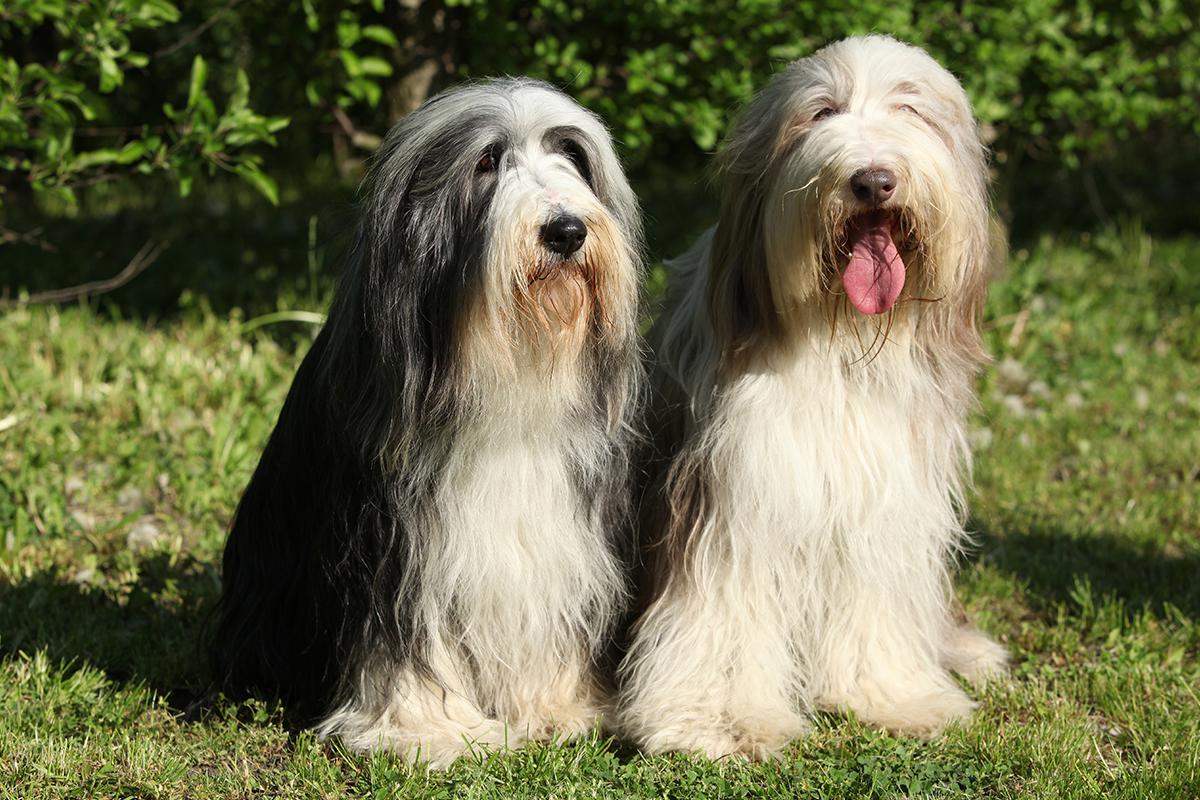 Bearded Collie adults