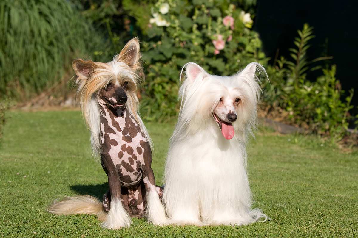 Chinese Crested adults