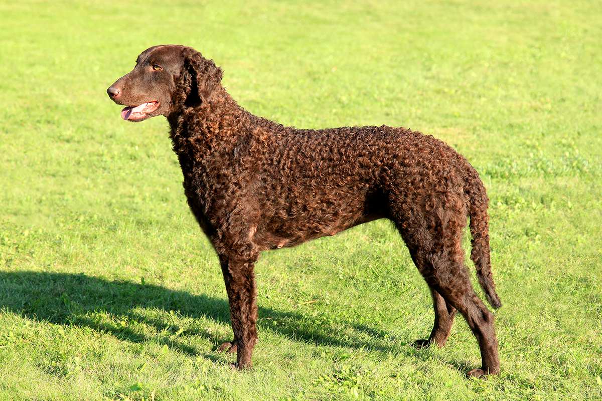 Curly Coated Retriever adult