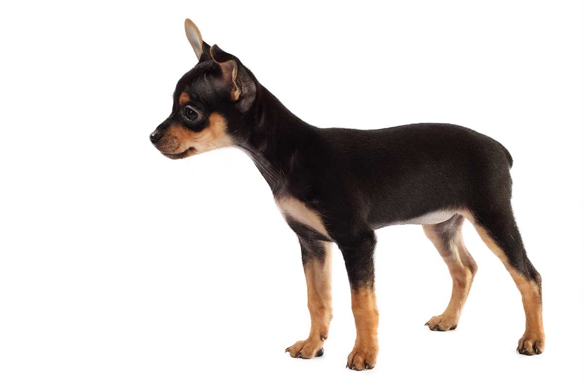English Toy Terrier (Toy Manchester Terrier) puppy