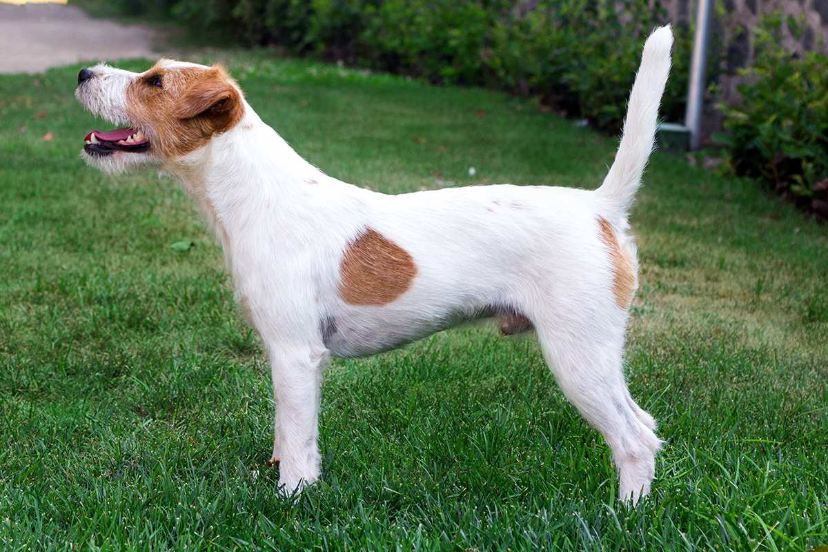 Parson Russell Terrier adult