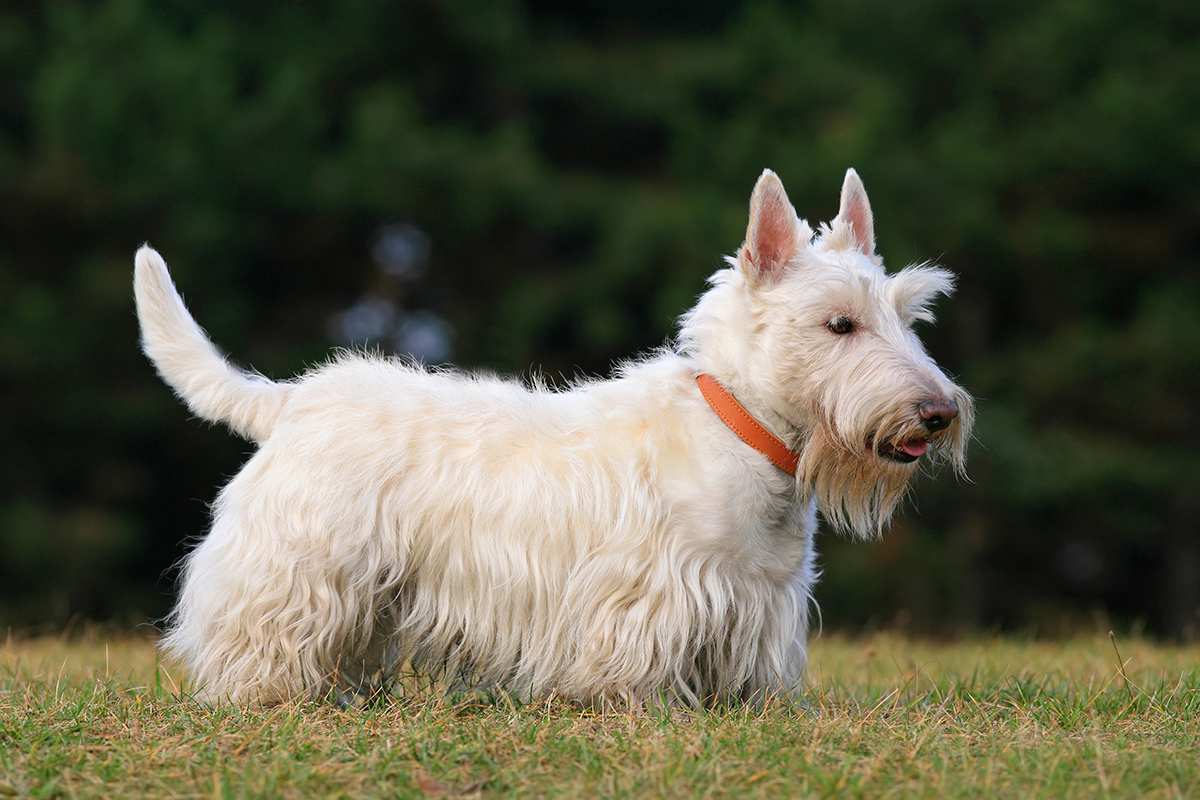 Scottish Terrier adult