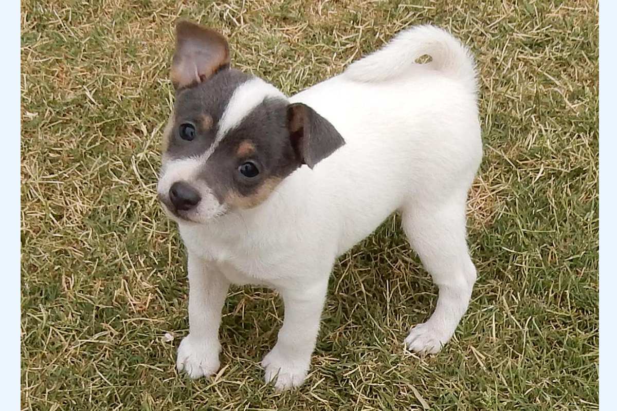 Tenterfield Terrier puppy