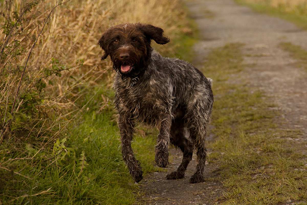 Wirehaired Pointing Griffon adult