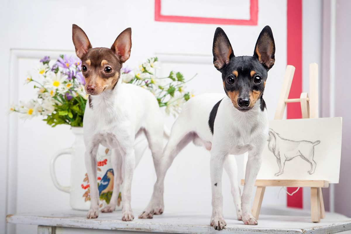 Toy Fox Terrier adult