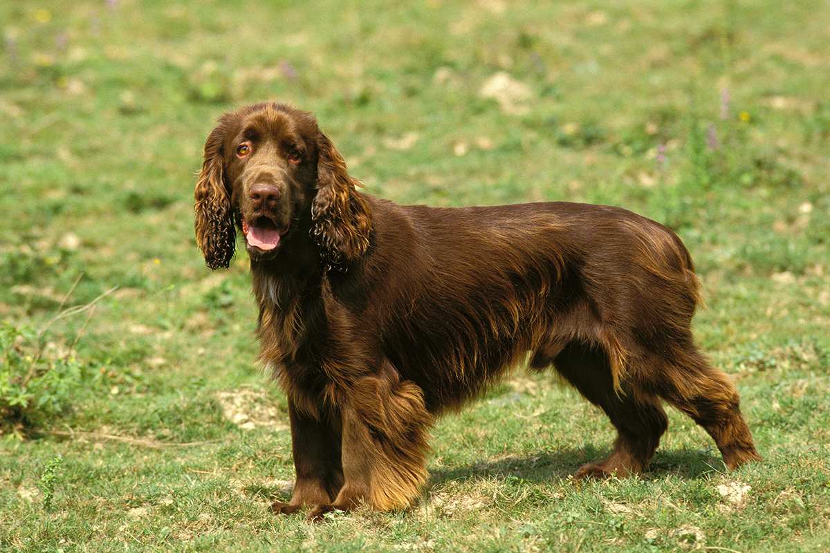 Field Spaniel standing outdoors