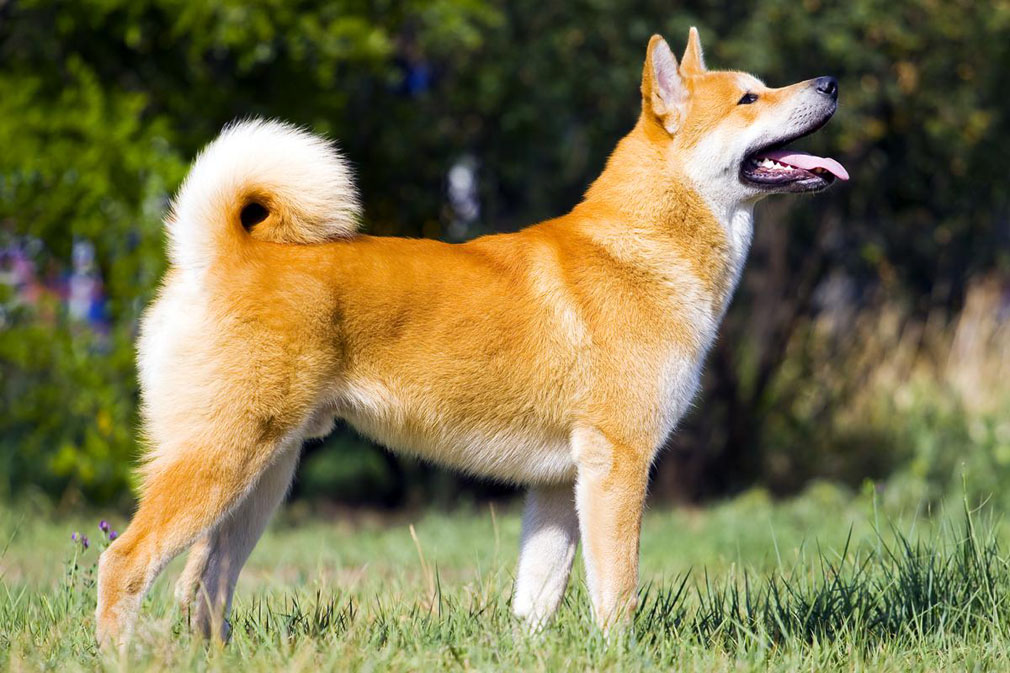 Akita adult