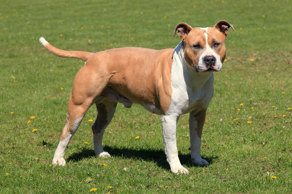 Meet the American Staffordshire Terrier!