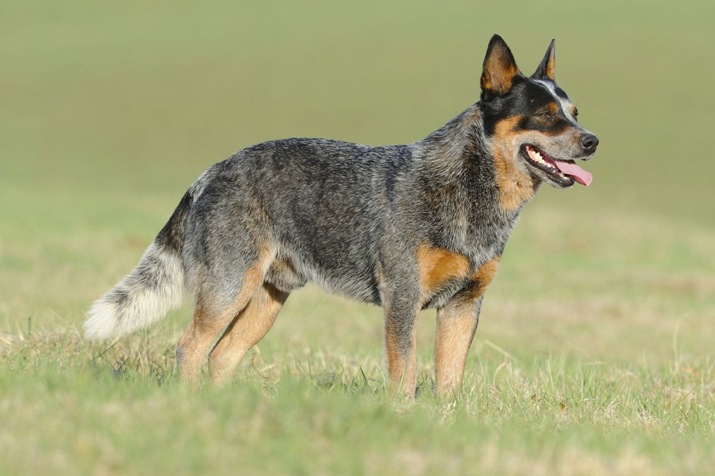 Australian Cattle Dog adult