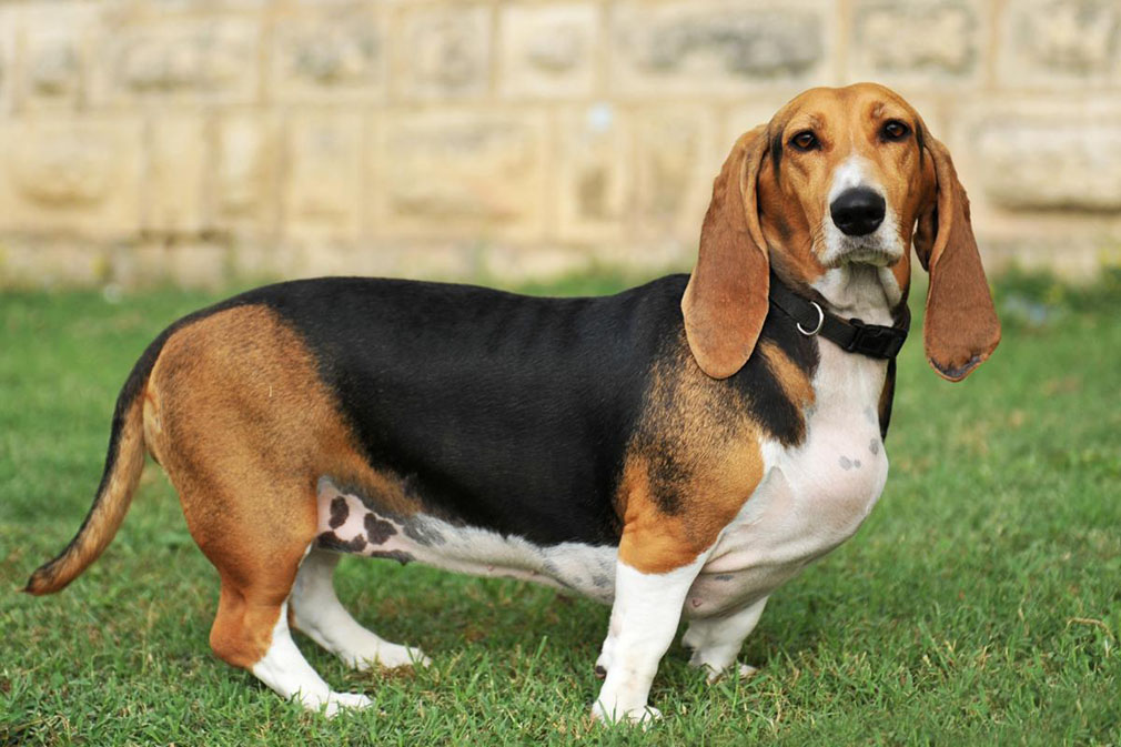 Basset Hound adult