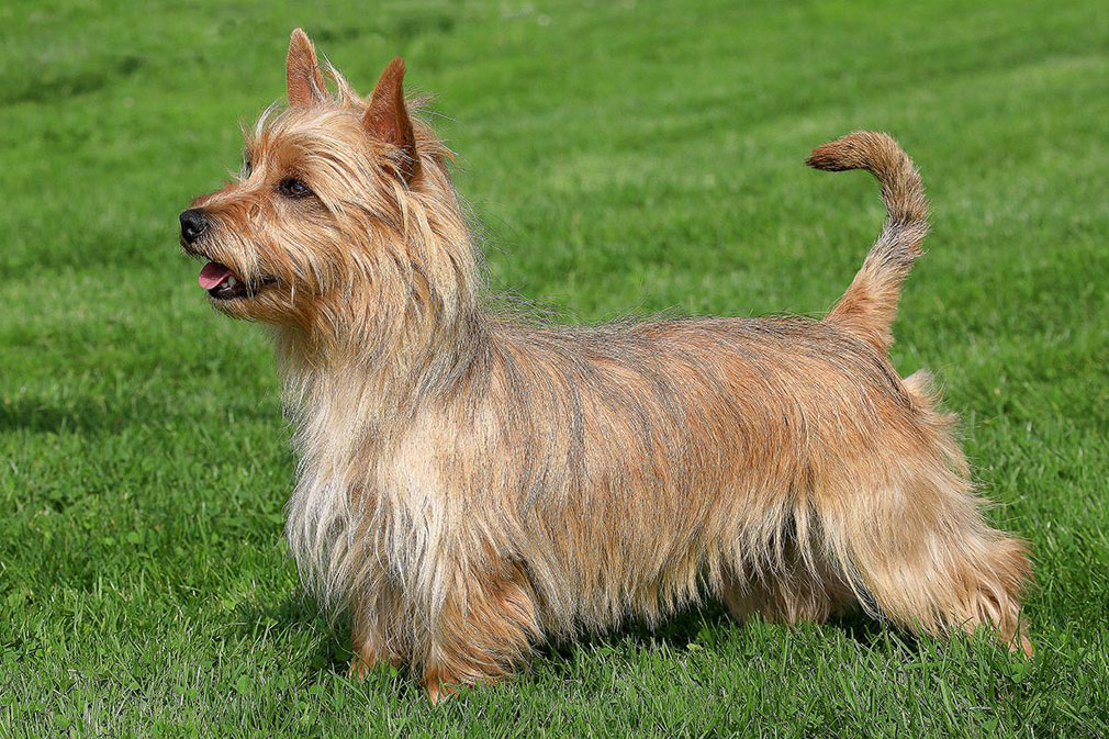 Australian Terrier adult