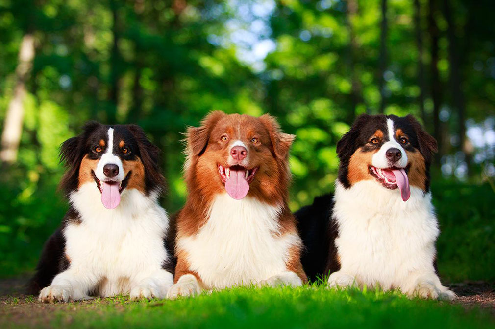 Australian Shepherd adults