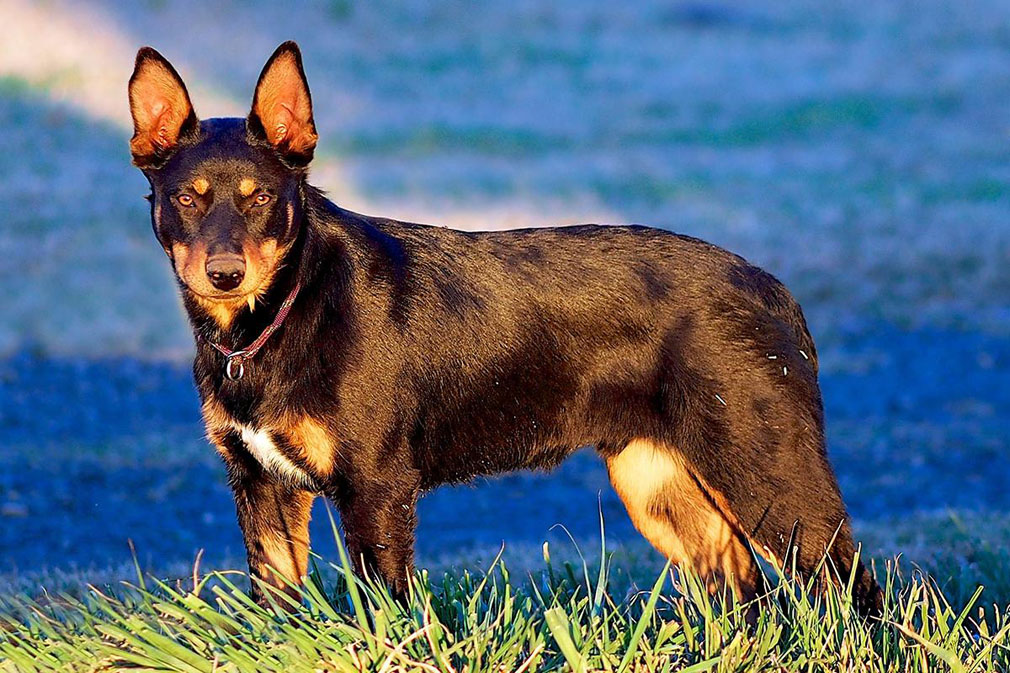 Australian Kelpie adult