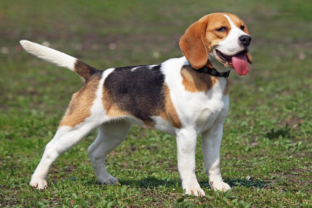Beagle adult