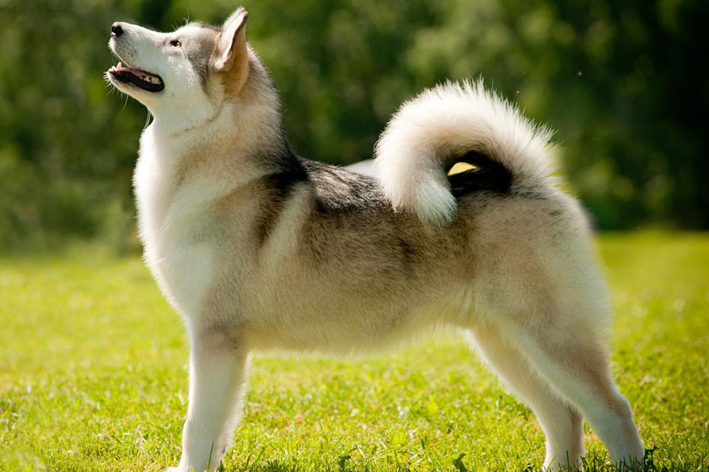 Alaskan Malamute adult