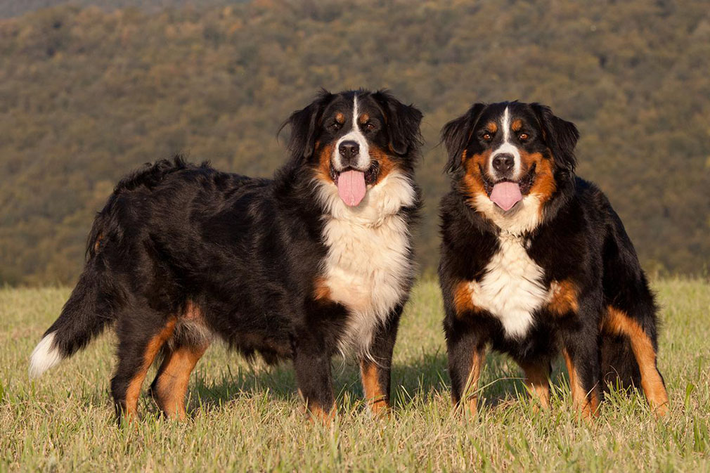 Meet the Bernese Mountain Dog!