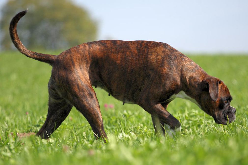 Boxer adult