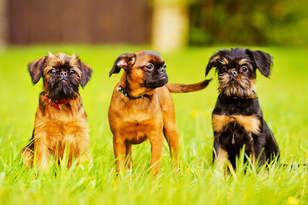 Brussels Griffon adults