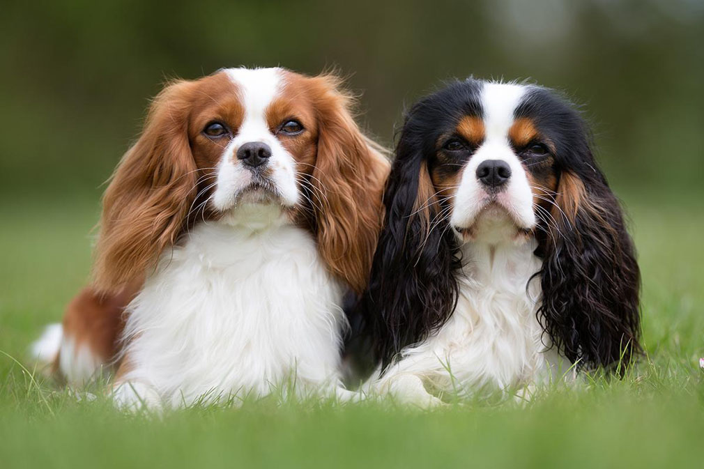 Cavalier King Charles Spaniel adults