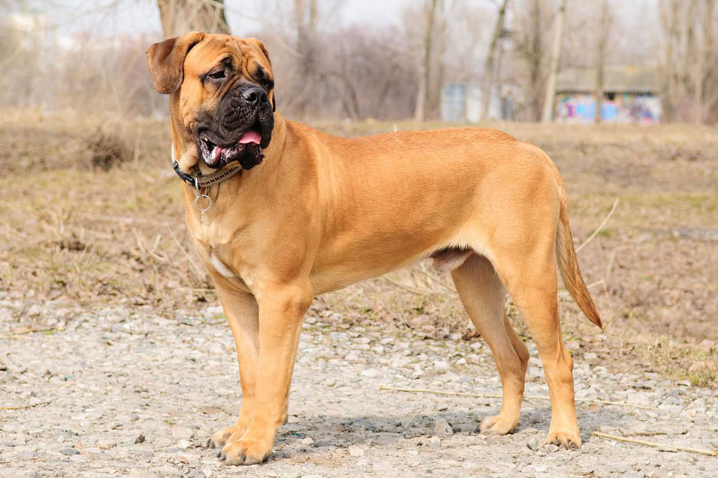 Bullmastiff adult