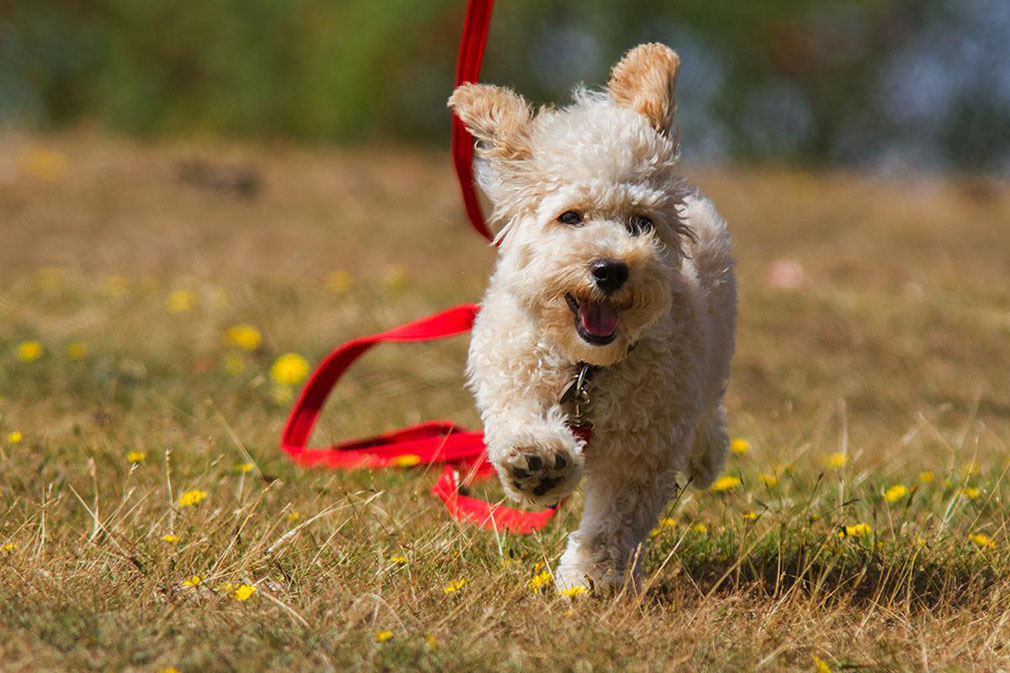 Cavoodle (Cavapoo) adult