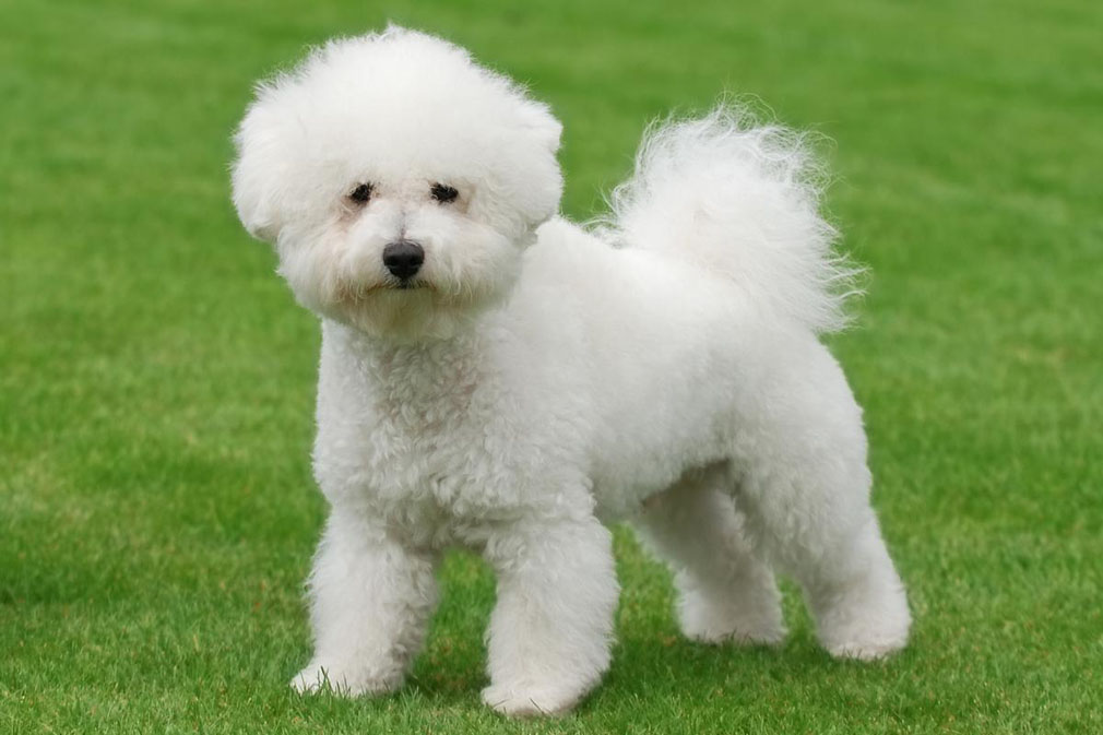 Bichon Frise adult