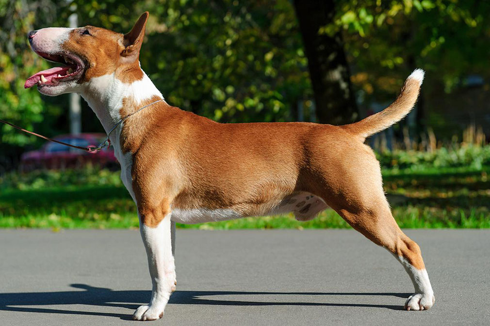 Bull Terrier adult