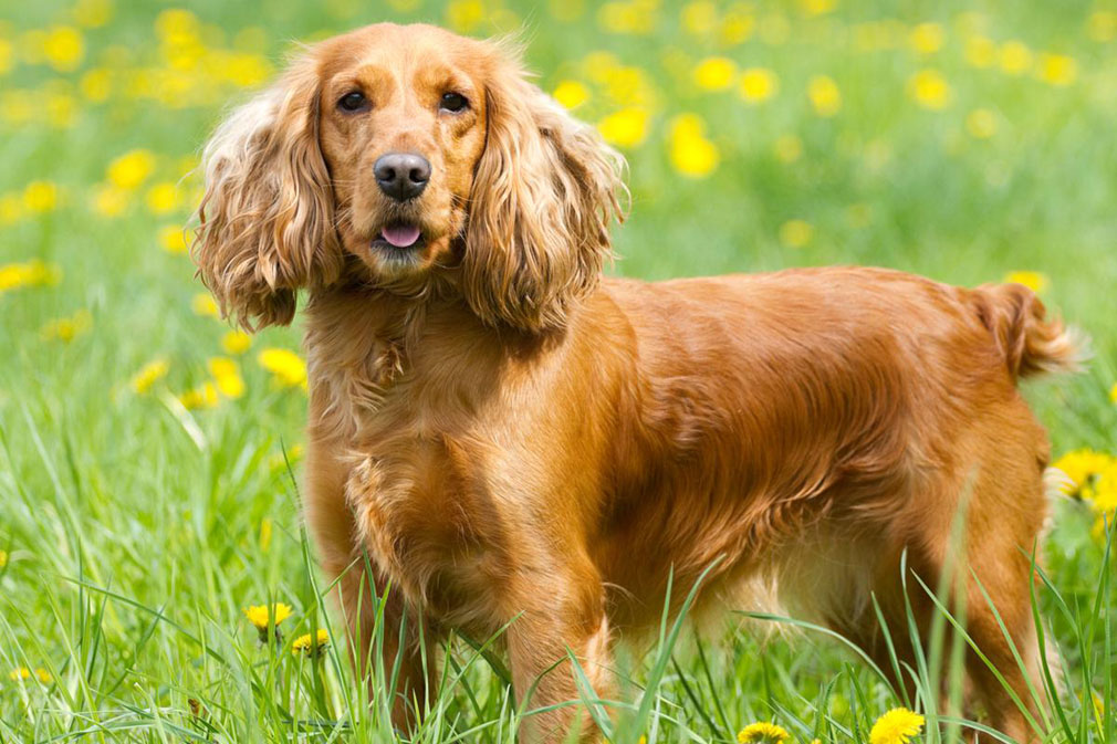 cocker spaniel weight Adult