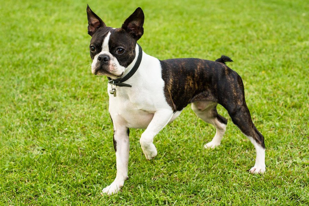 Meet The Boston Terrier 