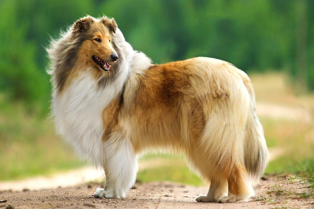 the collie