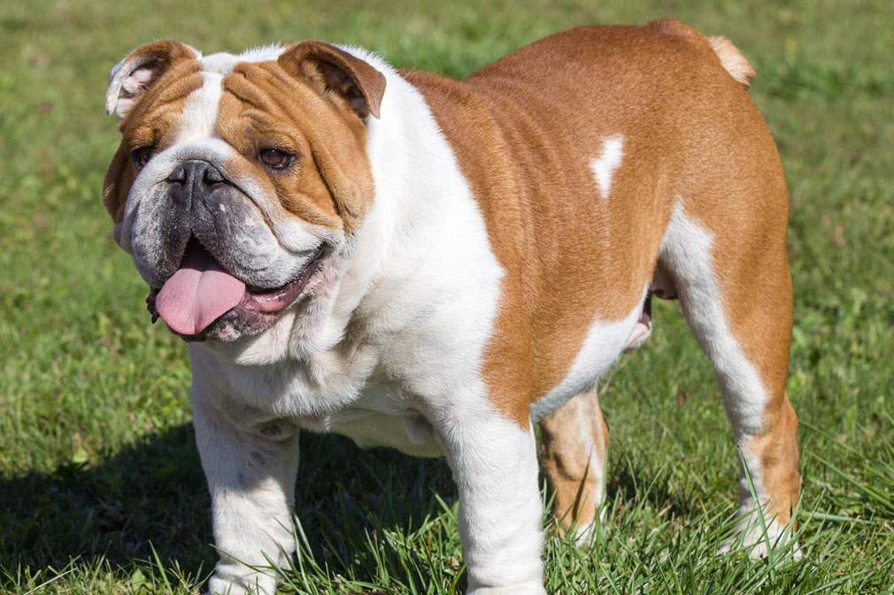 British Bulldog adult