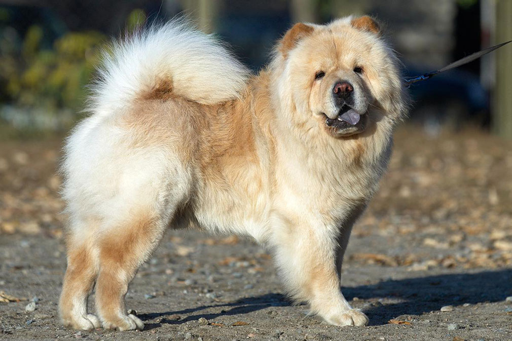 Chow Chow adult
