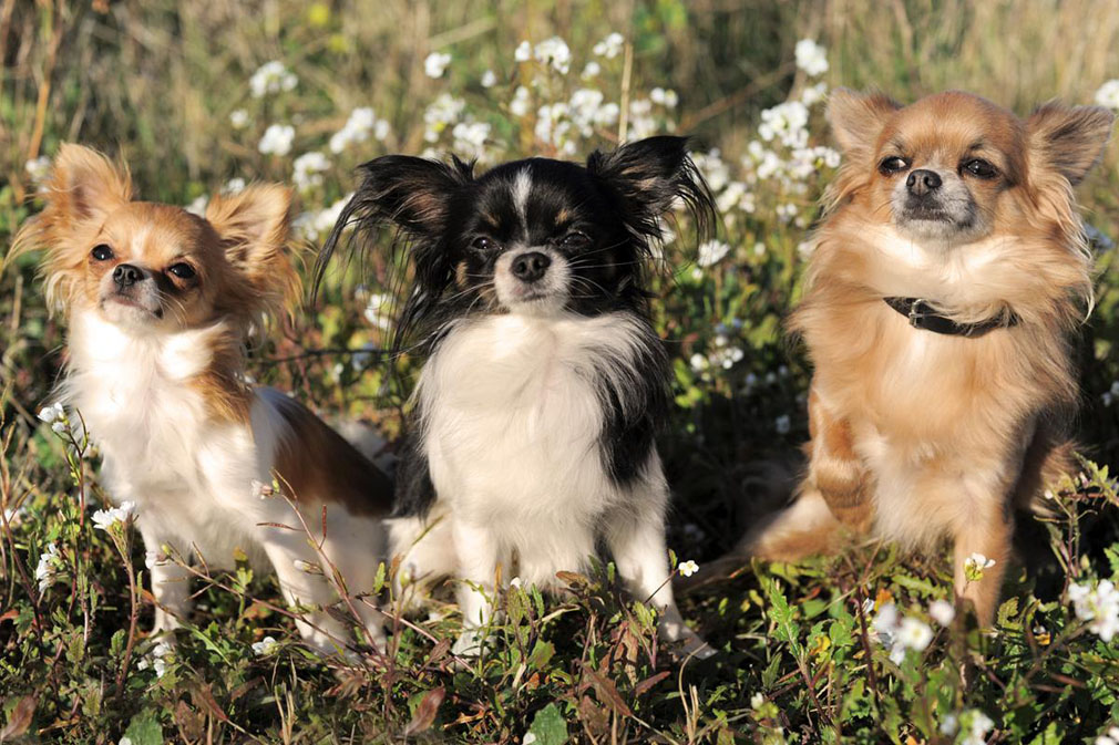 Chihuahua adults