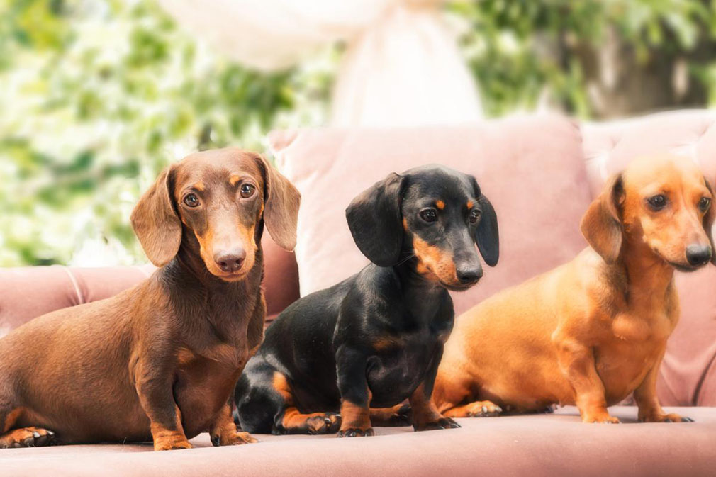 mini smooth haired dachshund