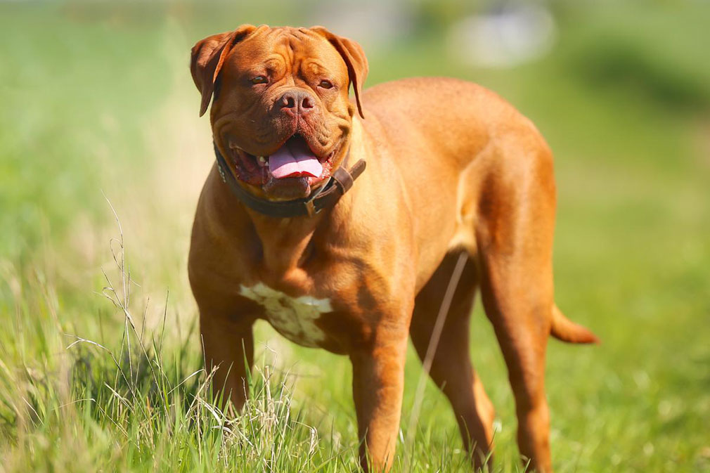 Dogue De Bordeaux adult