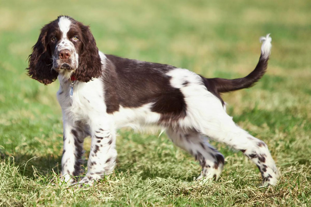 springer spaniel with kids