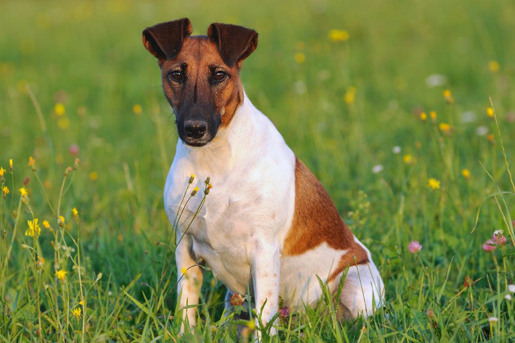 Fox Terrier adult