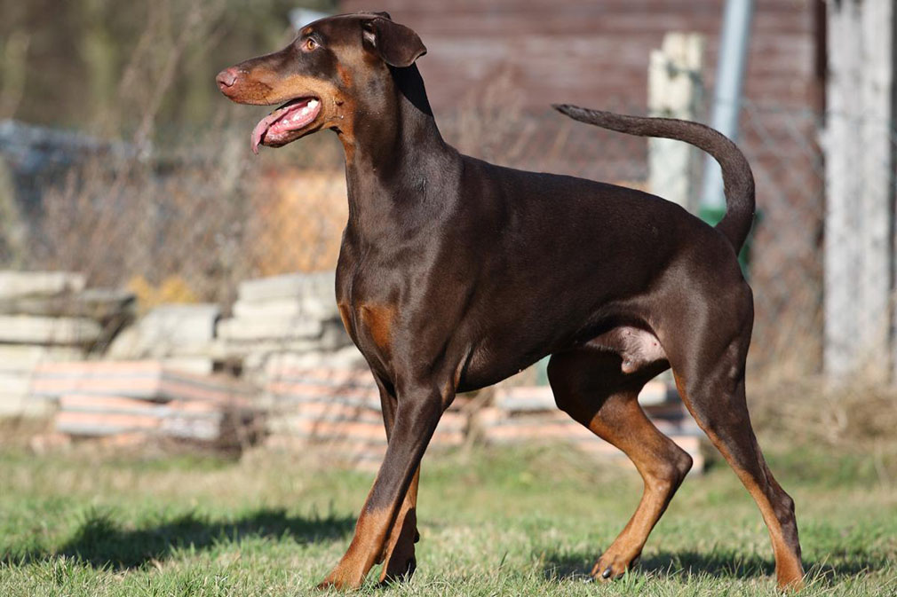 Doberman adult