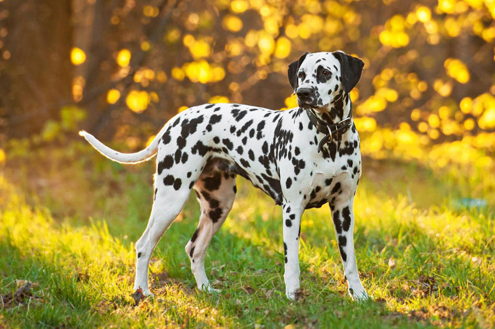 Dalmatian adult