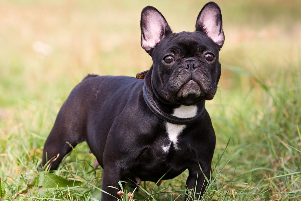 French Bulldog adult